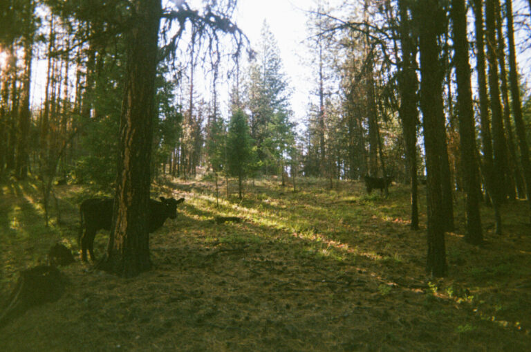 000062780026