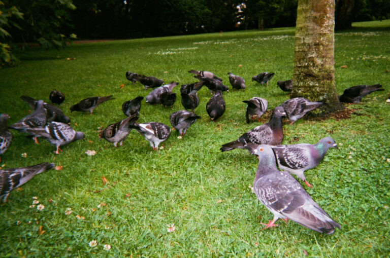 NZ 044