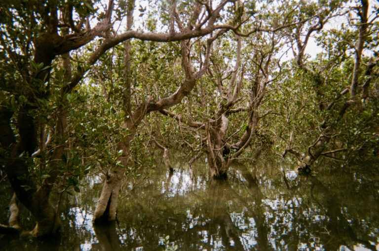 NZ 097