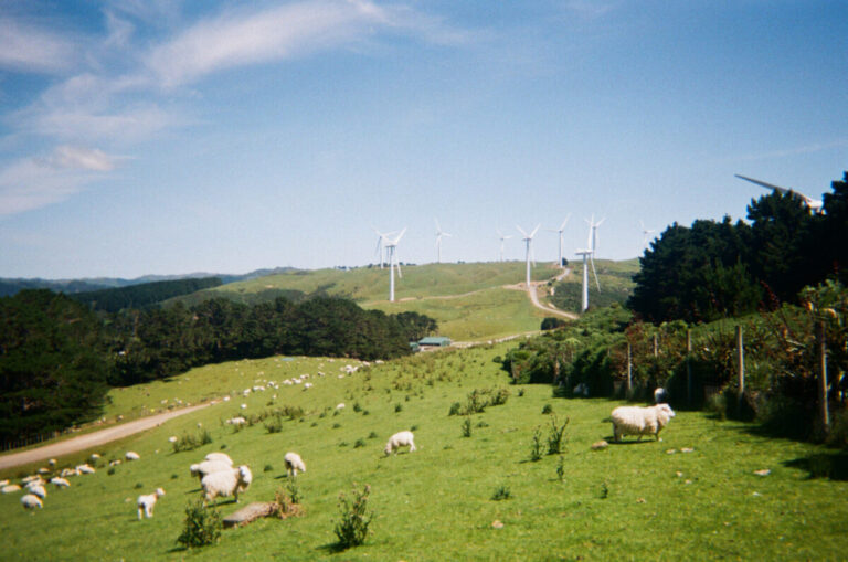 NZ 236